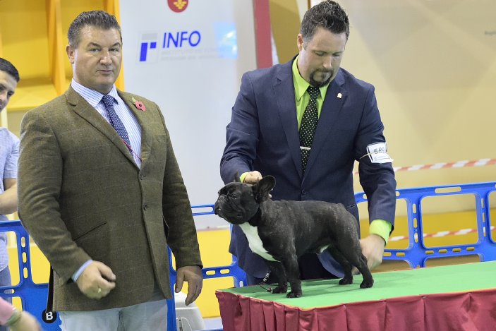 exposicion nacional de murcia 2015, de bulldog frances.
